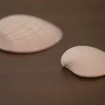 Opetuk